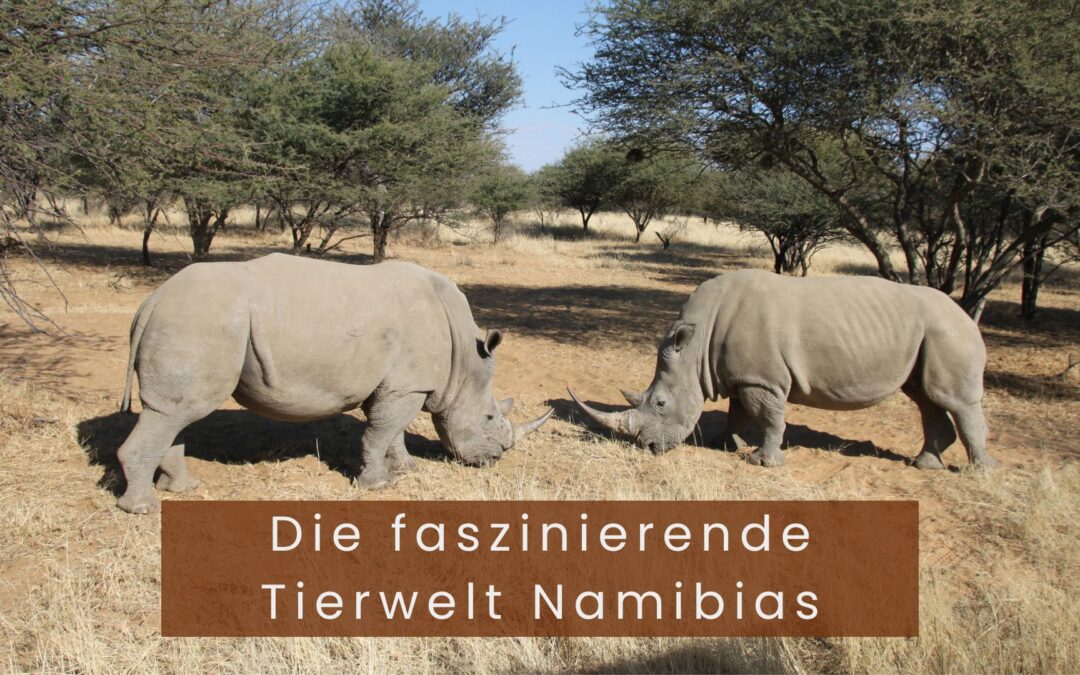 Die faszinierende Tierwelt Namibias